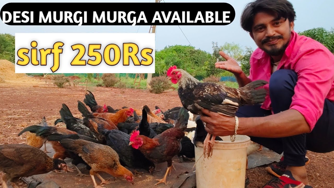 250Rs me desi murgi murga available 9100654039🐓 मुर्गी पालन कैसे करे #poultry