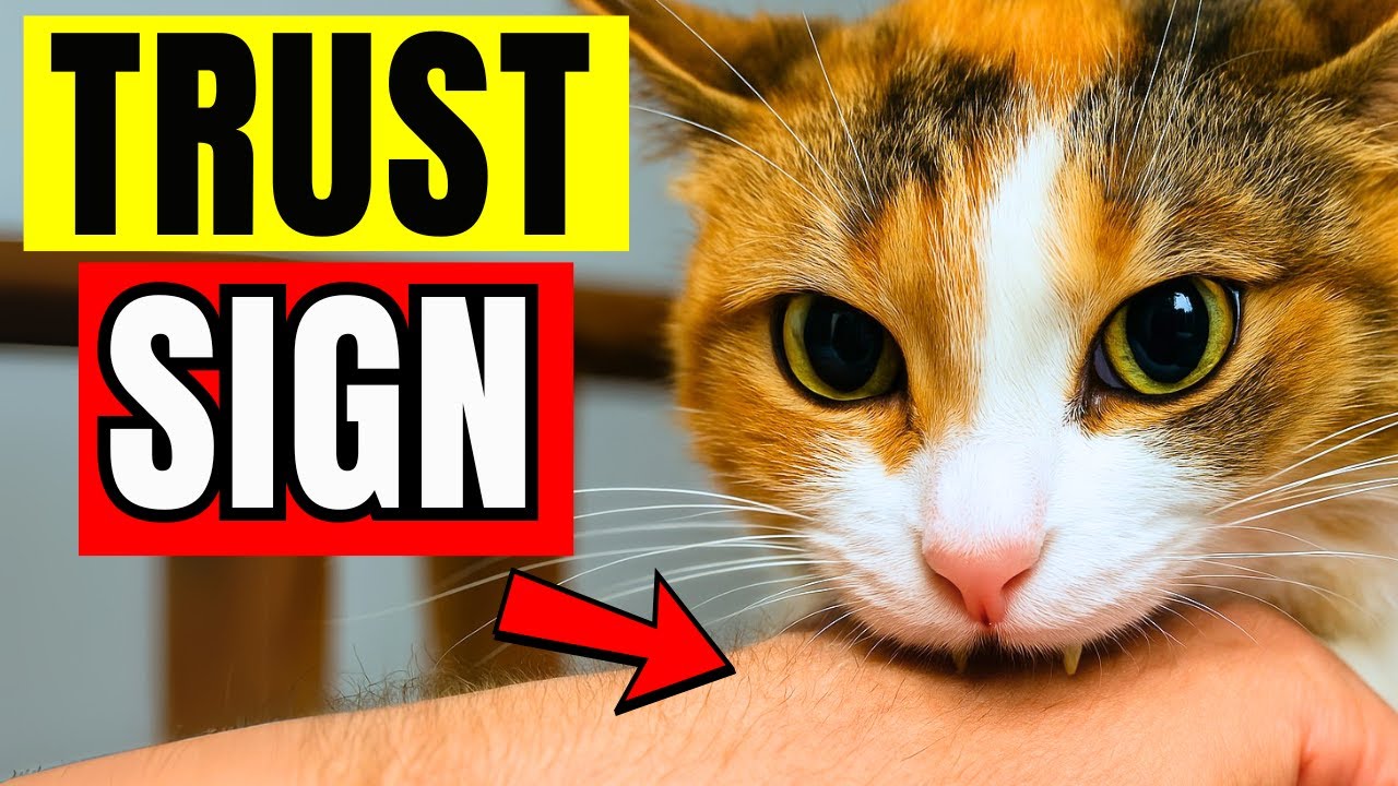 10 Heartwarming Things Cats Do When They Deeply Trust You