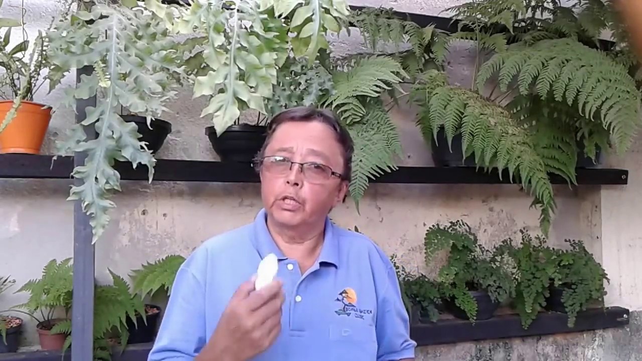 Limpeza de tronco. Retirada de musgos e Liquens