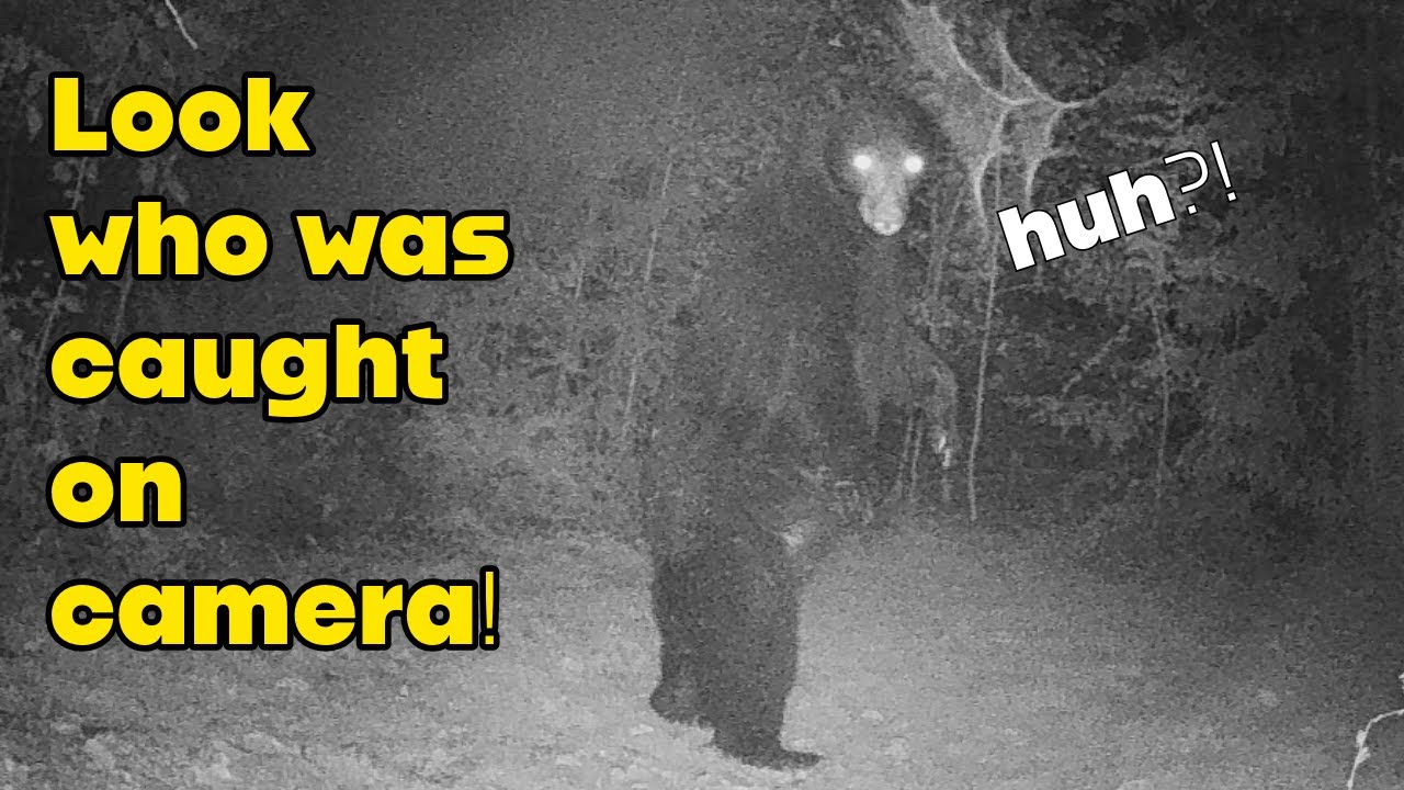 Trail Cam Fall 2025 Edition