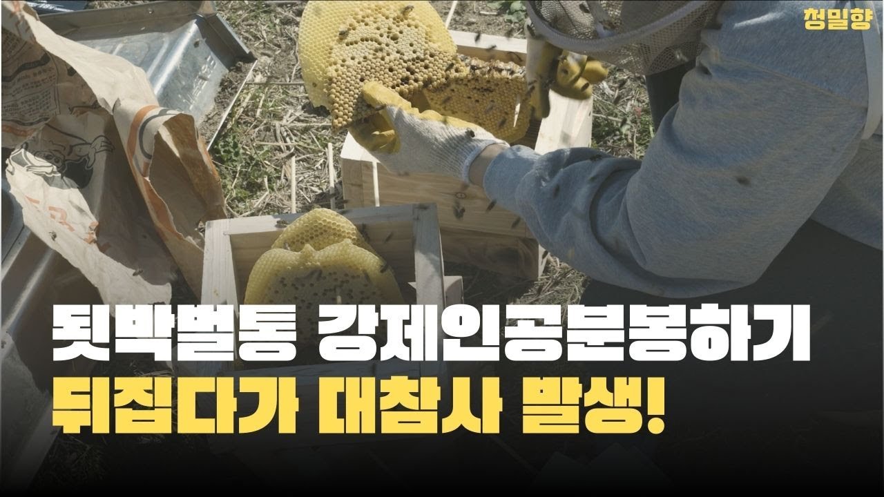 토종꿀벌 됫박벌통 강제인공분봉 했어요(꿀벌 대참사 발생!!)