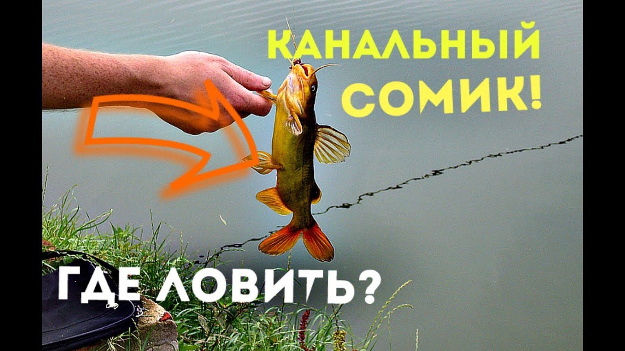 Как ловить канального сомика? Нерест и места обитания канального сома!