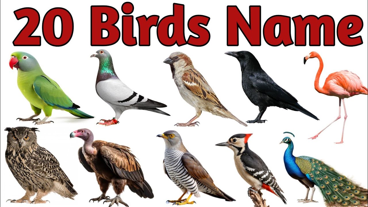 20 Birds Name | Birds Name Hindi & English | पक्षियों के नाम | Birds Name for kids | Birds Name