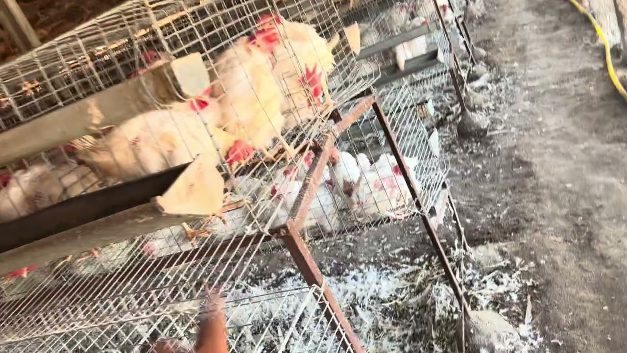 Molding process of layer farming #farming #poultry #farmer #layer 