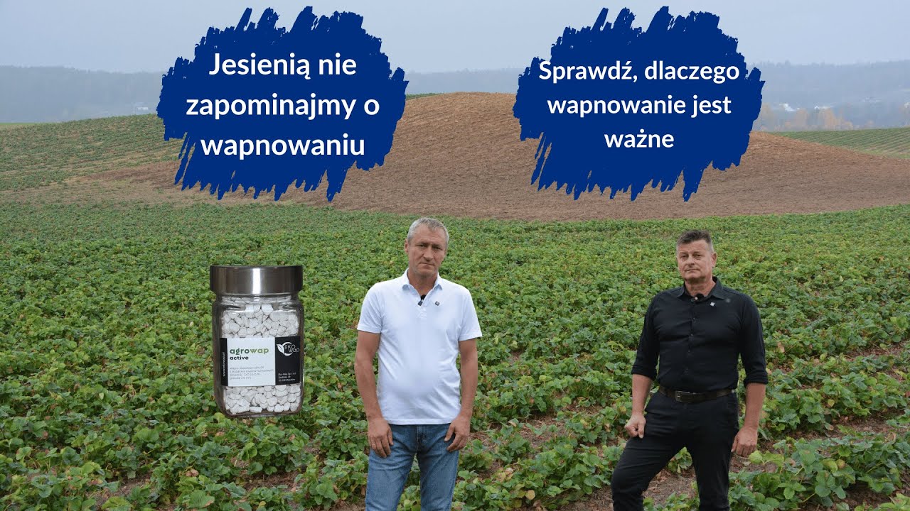 Jesienią konieczne jest wapnowanie plantacji truskawek, ale jakie wapno wybrać i ile go wysiać?