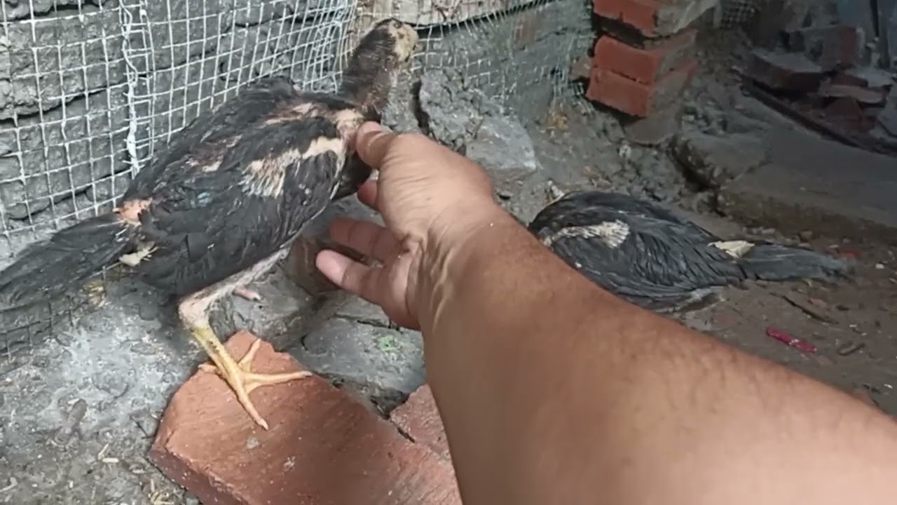 Anak akbal ayam turunan Bangkok sudah umur dua bulan 