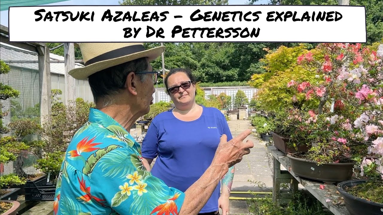 Satsuki Azalea  - Genetics explained by Dr Pettersson