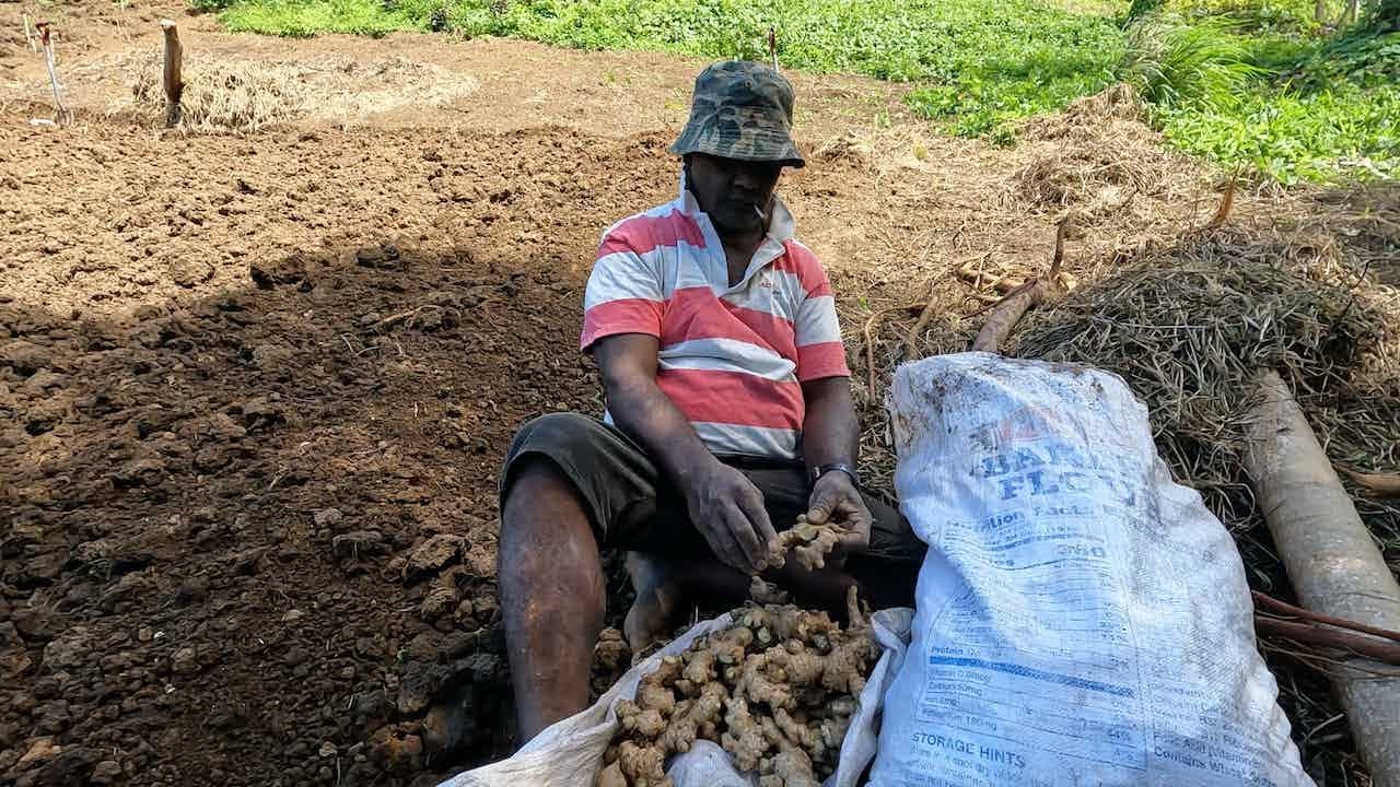 A good source of income as a village farmer: Planting Ginger🇫🇯