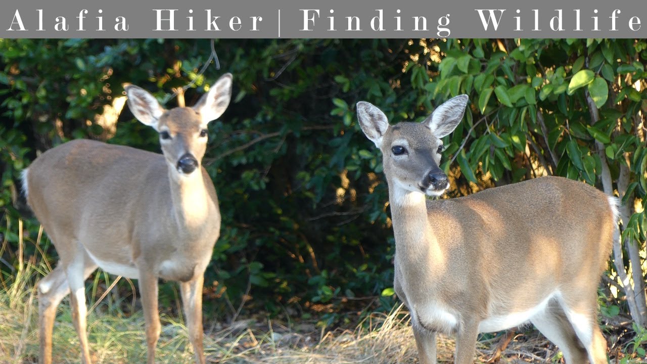 Big Pine Key & No Name Key | Finding Wildlife