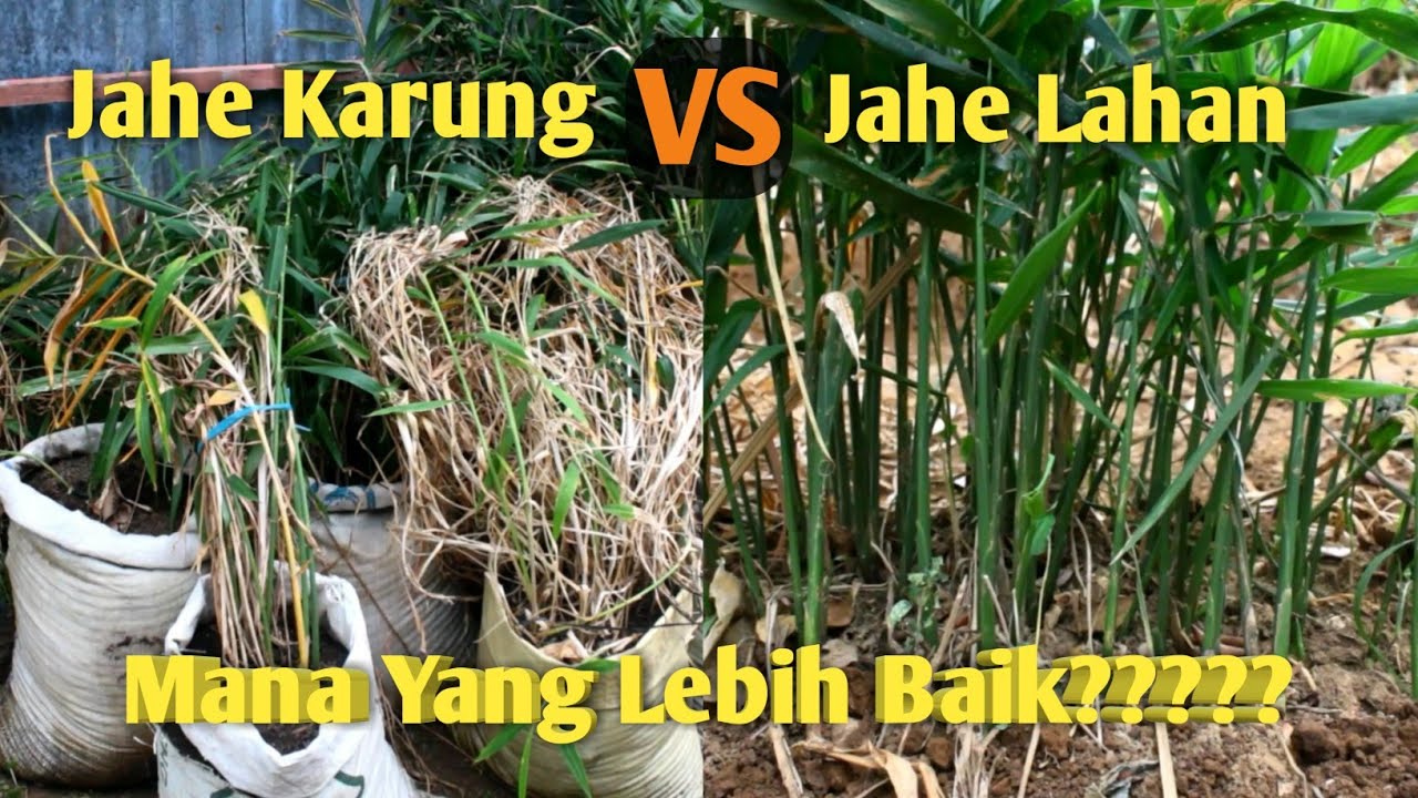 Perbandingan Jahe Polybag dengan Jahe Lahan