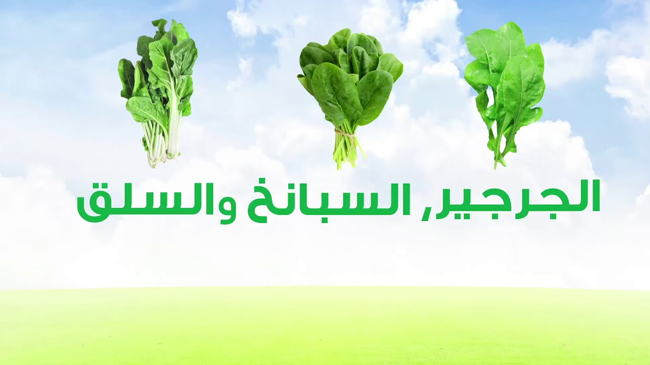 ميّز بين الورقيات