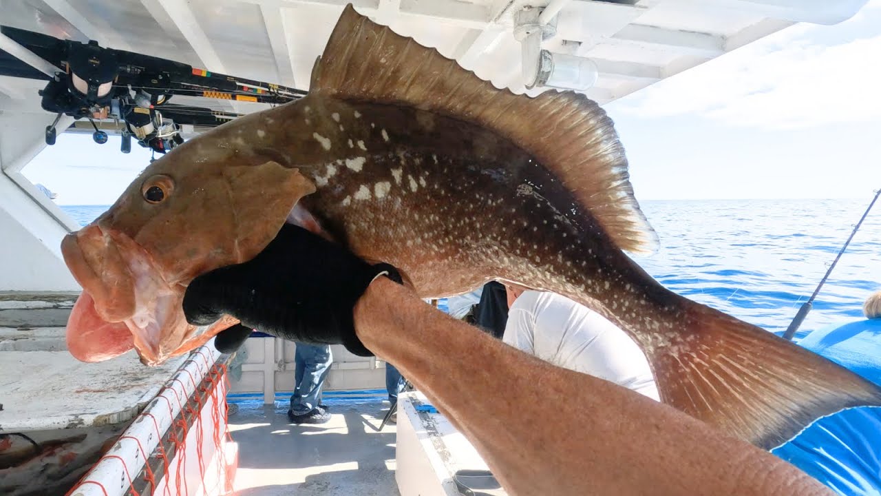 Red Grouper Tips & Tricks in The Gulf of Mexico | Hubbards Marina