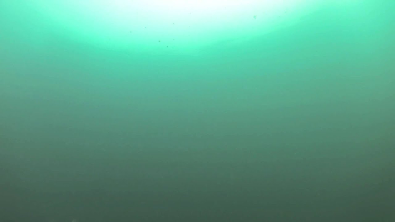 Spearfishing Red Romans in Falsebay