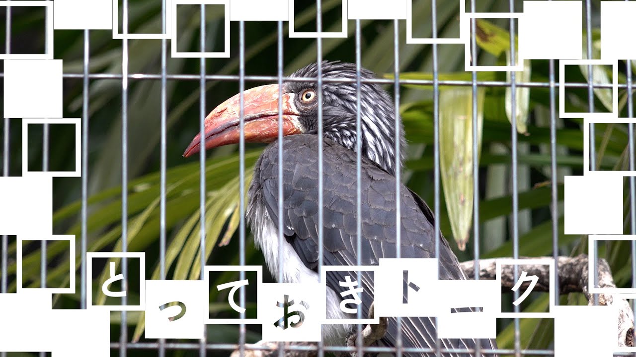 とっておきトーク：上野のカンムリコサイチョウ