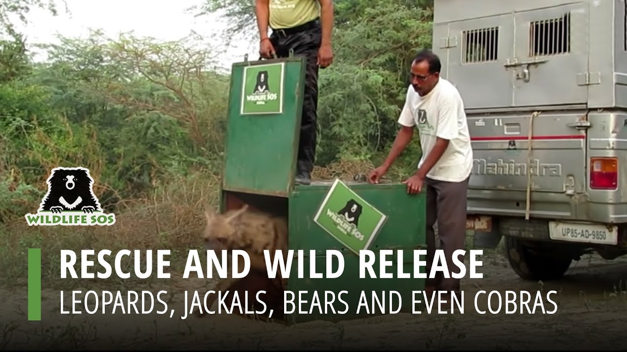 Darling, Let Me Go  Wildlife SOS Rescue and Release Highlights
