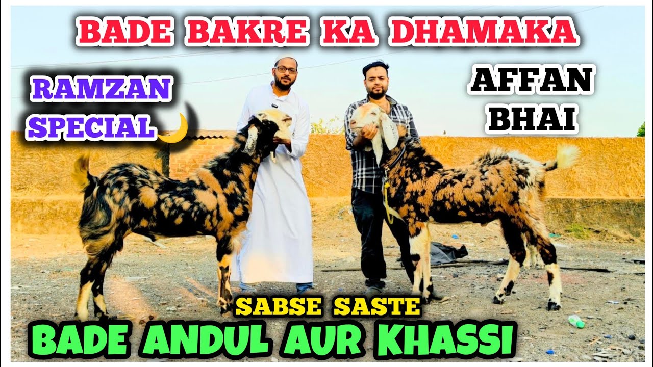 Colourful GUJRI aur SIROHI Bakre Ab Milenge Sabse Saste | Affan Bhai Ka Dhamaka|