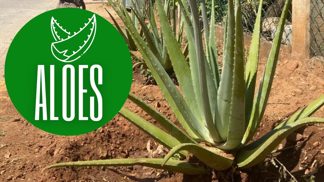 Aloes - dlaczego warto jeść jego miąższ?•Dobroczynne wartości•Łatwy sposób obierania🌱