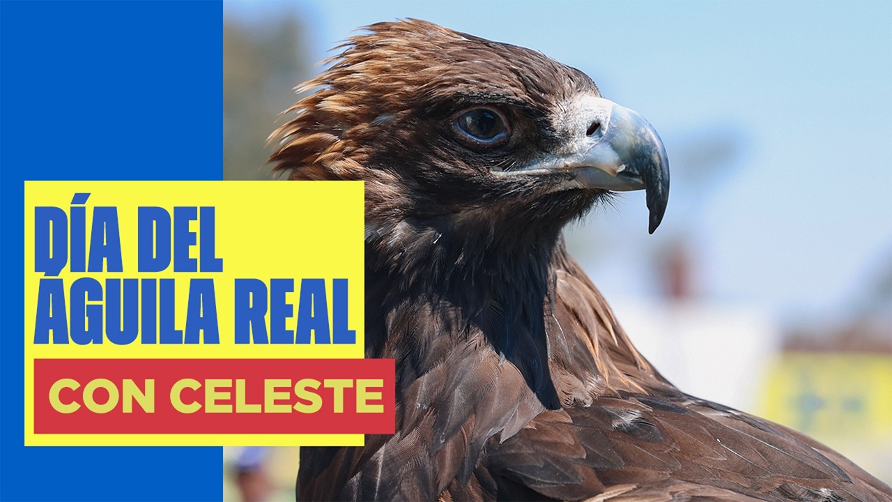 Celebrando a Celeste en su día especial | Día Nacional del Águila Real