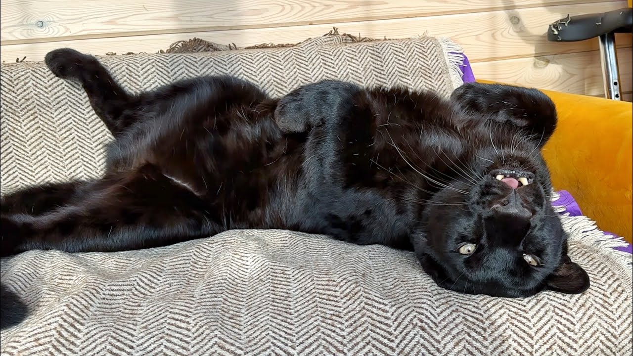 День на диване у пантеры Луны и Вензы🐾