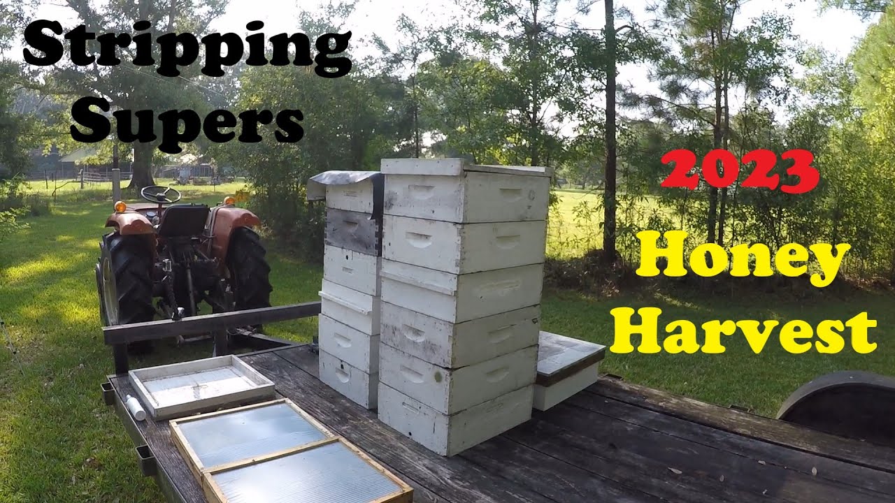 Honey Harvest, Stripping Honey Supers Off the Hives
