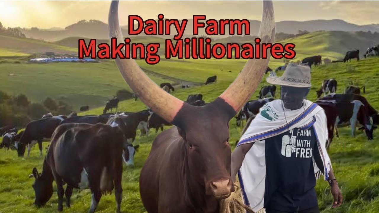 Uganda Dairy Training Farm Making Millionaire Farmers | Best Dairy Breeds for Africa