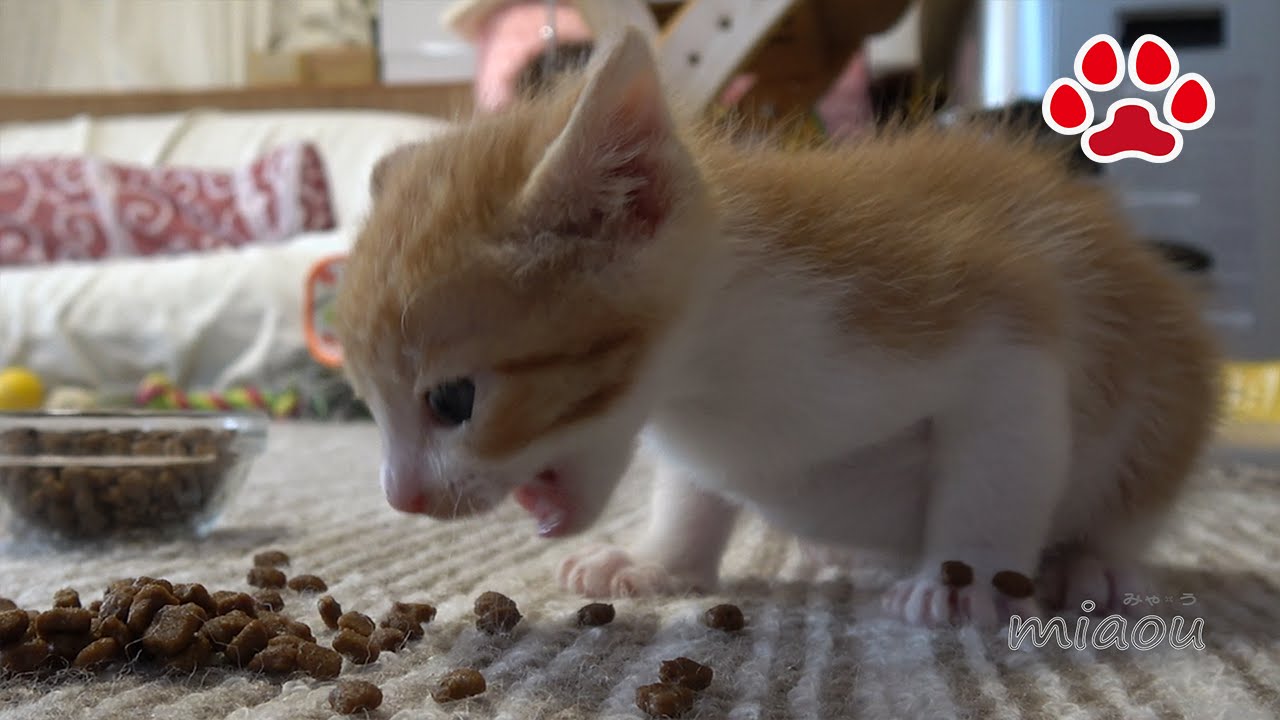 Котенок. Впервые сухой пищи. Cute kitten Maya ate dried food for the first time.
