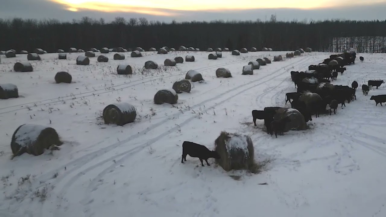 A quick video on Bale Grazing at Greener Pastures Ranching.