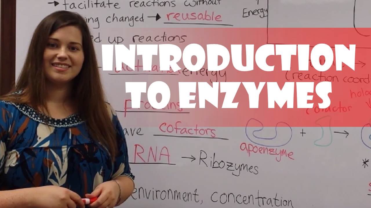 Introduction to Enzymes