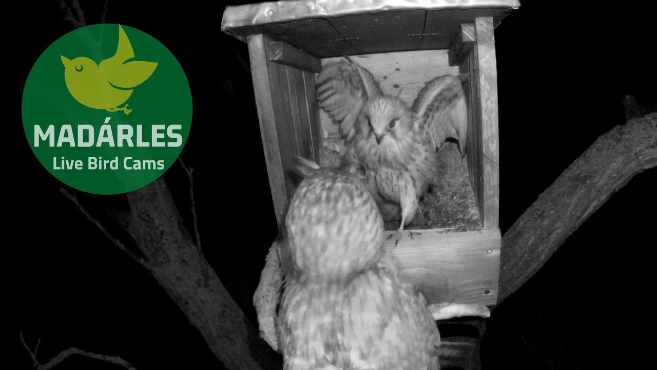 Long eared owl tries to occupy kestrel's nesting box