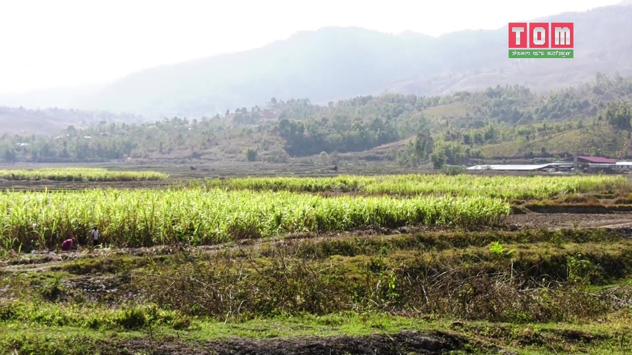 LOUBUK SHANGHALASHI SENTHOK LEIHANSE - SUGARCANE FARMING