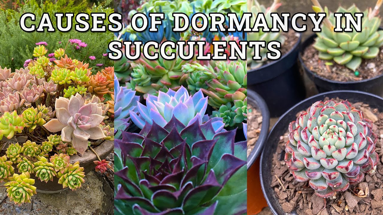 Main reasons succulents go dormant