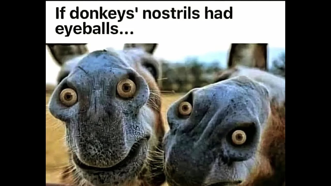 😆Funny Memes, Puns & Jokes 😆 Episode 330 😆 TRY NOT TO LAUGH 😆 BIG Compilation 😆Best On the Internet!