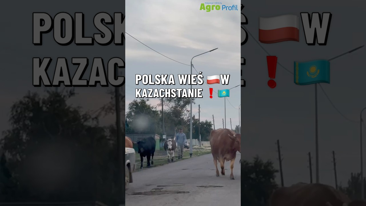 Tak żyją potomkowie Polak&oacute;w zesłanych do Kazachstanu!