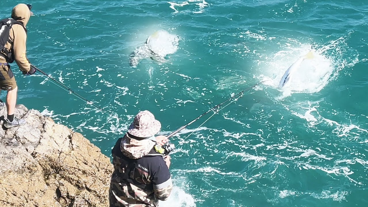 The Best Land Based Fishing We've Ever Had. 5 Yellowtail Kingfish Landed!