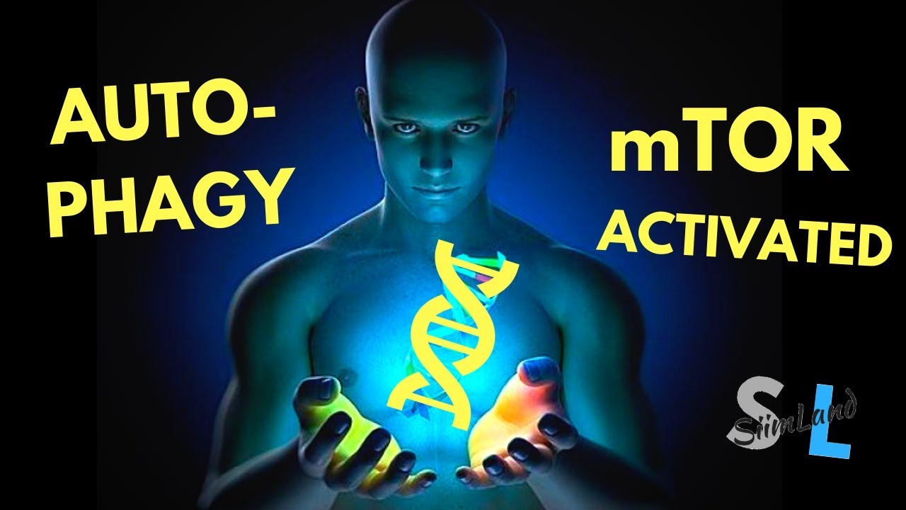 Best Ways to Activate Autophagy and mTOR