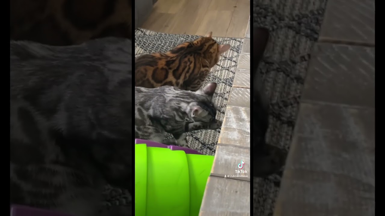 Pawfect Synchronization 