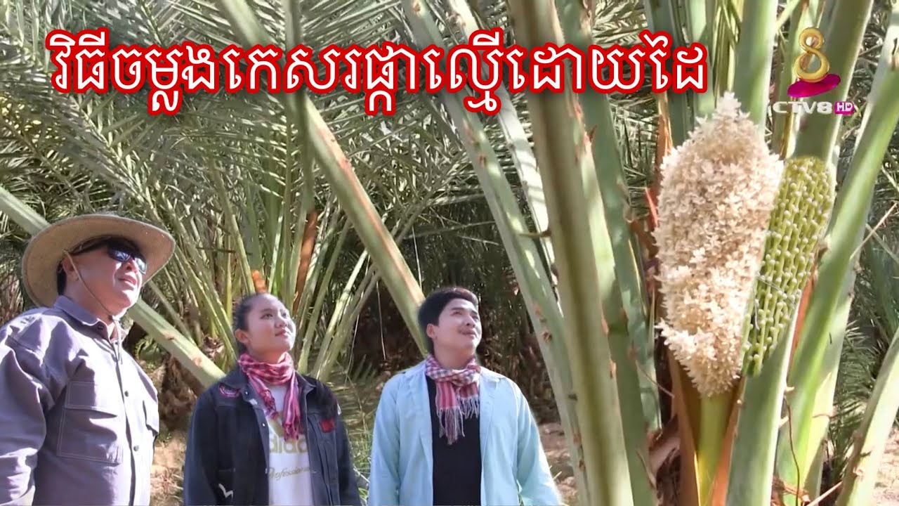 សារៈសំខាន់នៃផ្កាល្មើ និង វិធីធ្វើដំណើរលម្អង