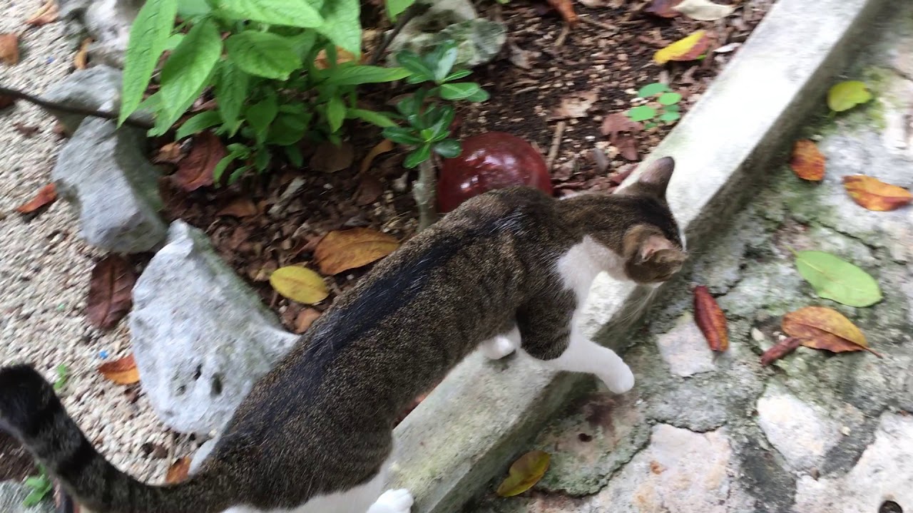 McScruff cat test