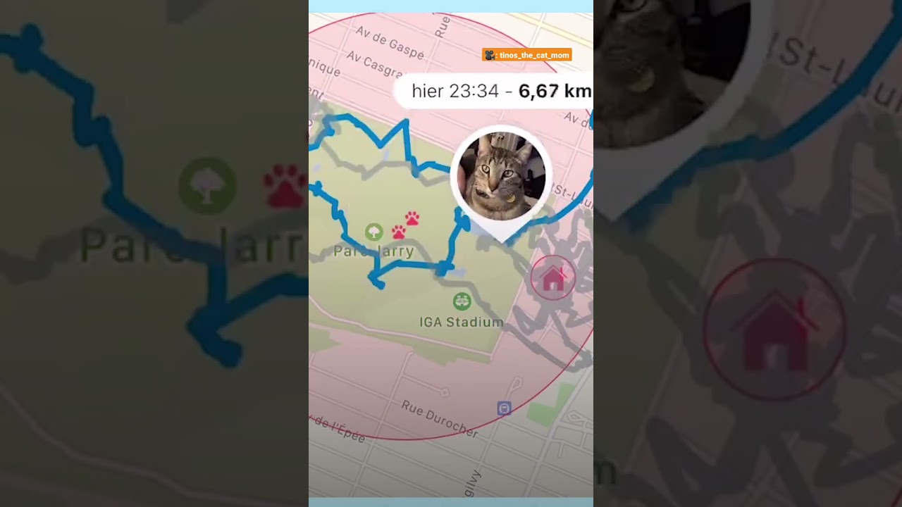 Cat's GPS Reveals His Deepest Secret | The Dodo