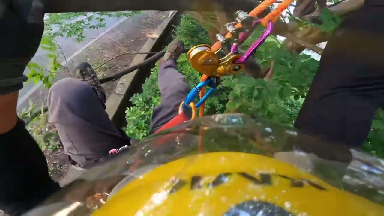 【ゆるっとPETZL】ジグザグプラス　で木の剪定　#ツリーワーカー　#アーボリスト　#ツリークライミング