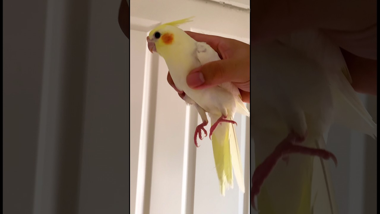 Маленькую птичку можно схватить так же, как ее маму