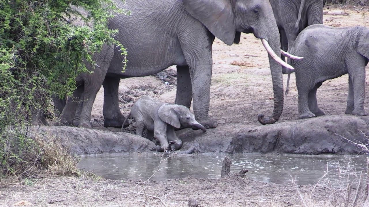 Cute Newborn Baby Elephant Learning To Use Trunk