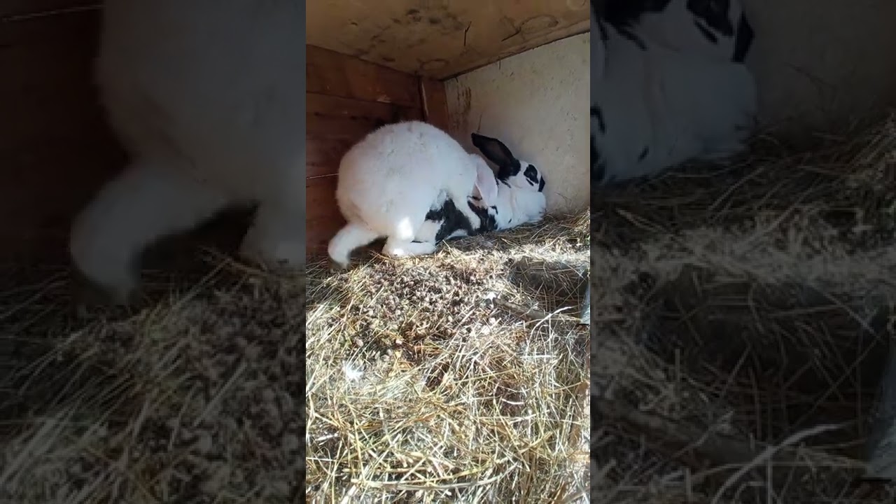 Monta de berbec german și femela de fluture german.( O monta reușită!)