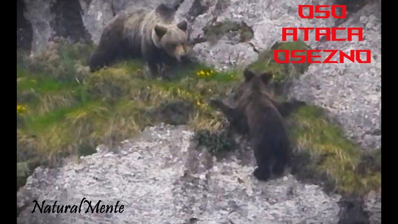 Osa ATACA a su Osezno de 2&ordm;A&ntilde;o al Borde del Precipicio (Mother Bear Attacks its Own Cub)
