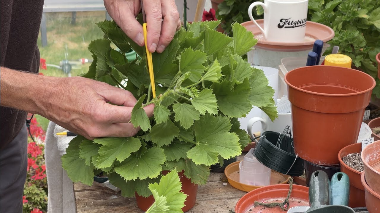 All About Regal Cuttings