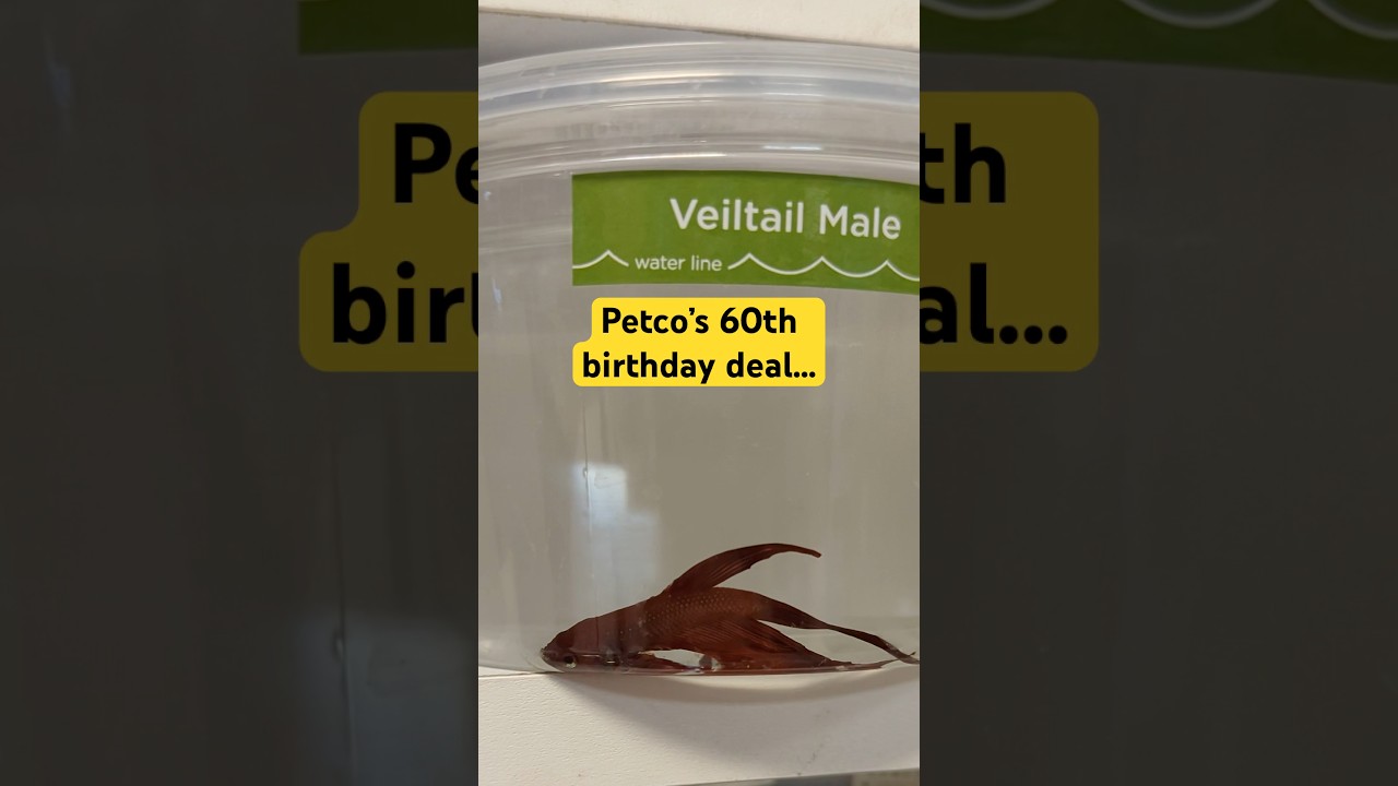 How Petco values betta fish