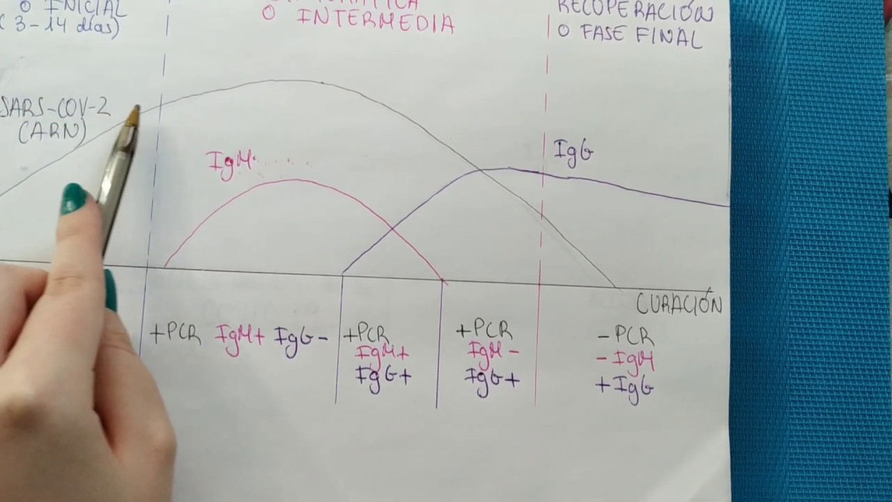 Fases del #COVID19 y sus resultados PCR, IgM e igG
