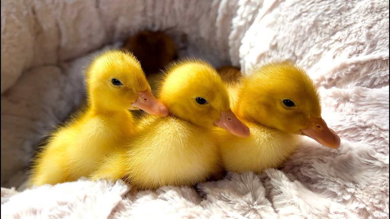 Collection of funny moments about Ducklings in the pool, baby ducks, dog, kitten