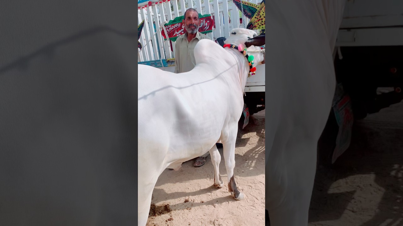 Domail mandi new update#fatehjangibulls #animals #eid2025 #cattleworld