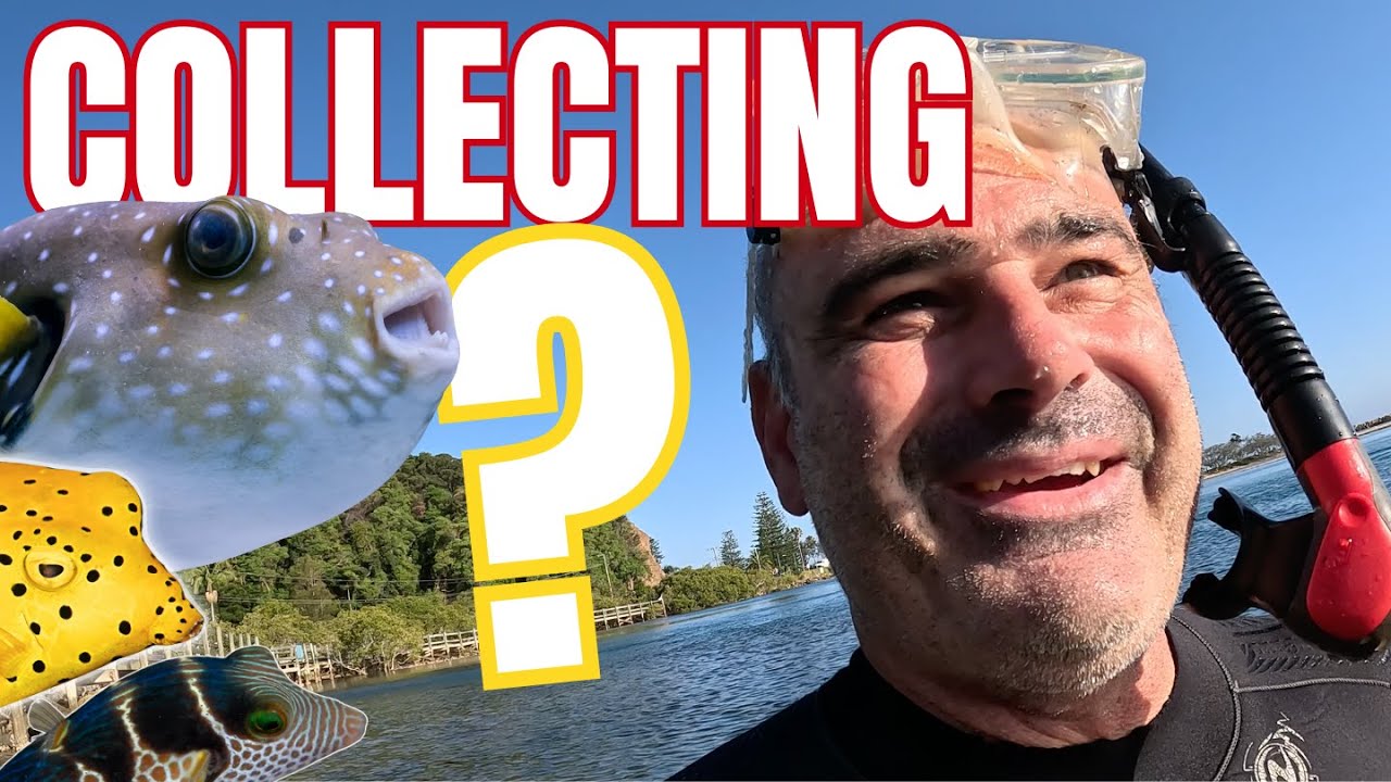 Collecting a Saltwater Pet Fish in an Australian Oyster Estuary!